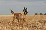 MALINOIS 929